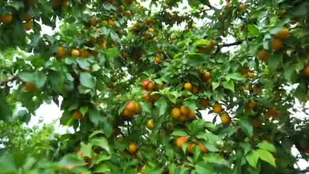 Фруктове дерево з вишневими сливовими фруктами та зеленими гілками. Смачні фрукти, фон — стокове відео