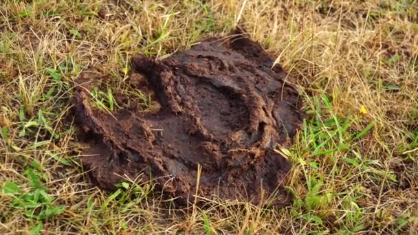 Fezes de vaca na grama no campo, close-up, fora — Vídeo de Stock