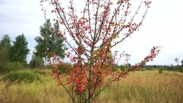 Folhas vermelhas em uma árvore selvagem solitária em um campo, outono. Bela natureza — Vídeo de Stock