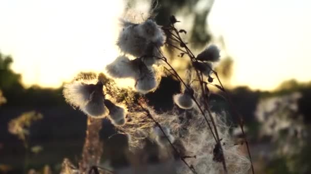 Espina de plantas silvestres con algodón blanco en el fondo de una puesta de sol soleada, fondo, hierba — Vídeo de stock
