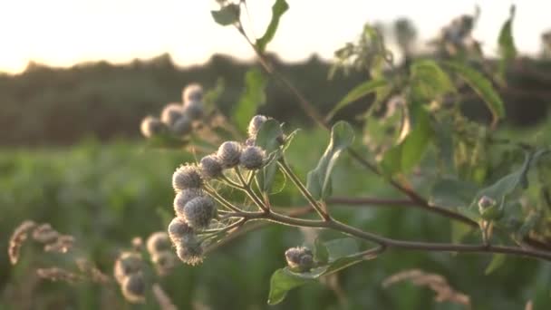 Wilddorn wächst auf dem Feld vor dem Hintergrund eines sonnigen Sonnenuntergangs — Stockvideo