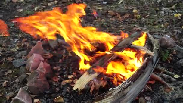 Разжигание огня в лесу человеком. пикник и отдых на открытом воздухе, задний план, дрова — стоковое видео