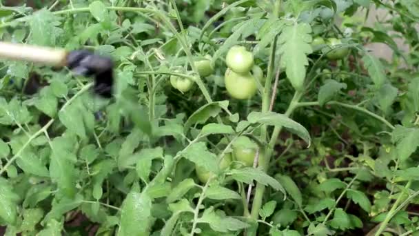 Spritzen einer Tomate mit einer speziellen Lösung gegen Spätbrand und andere Krankheiten, Hintergrund — Stockvideo