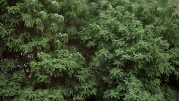 En orkanvind sliter av lövverket på trädet. Kronan på ett träd böjer sig ner från en stark vind, utomhus — Stockvideo