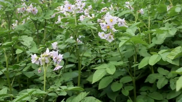 Batatas florescentes com flores azuis, topos de uma fábrica de batatas. Antecedentes vegetais — Vídeo de Stock