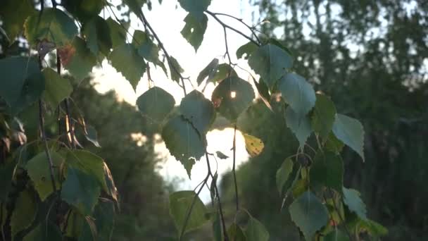 Björk gren och blad på bakgrunden av en sjö och en solig solnedgång i naturen, sommar — Stockvideo