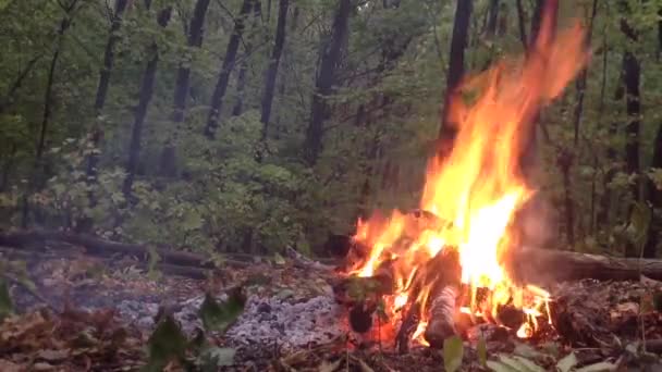 Égő tűz az erdőben — Stock videók