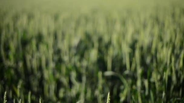 Close-up tiro de fazenda de trigo — Vídeo de Stock