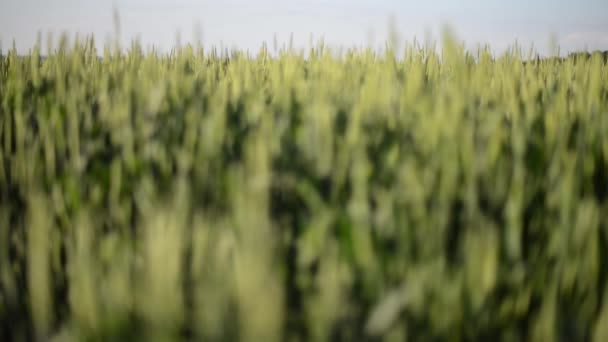 Крупним планом пшеничного поля — стокове відео