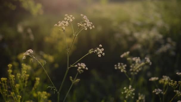 Les mauvaises herbes se balancent dans le vent — Video