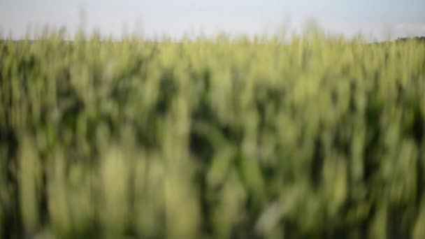 Pšeničné pole, rozostření a Unblurring — Stock video