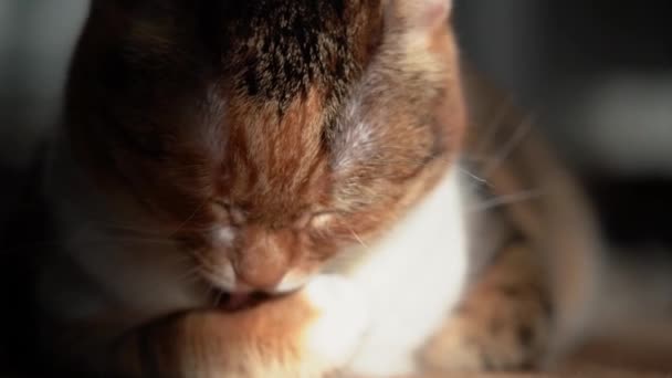 Gato de três cores em câmera lenta Fechar — Vídeo de Stock