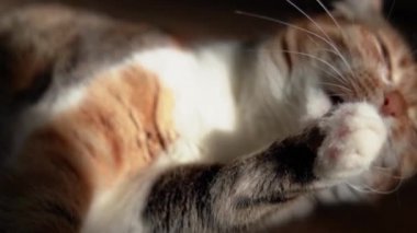 Ağır çekimde kedi yıkama