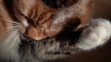 Kedi yıkar yavaş kapat
