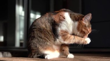 Kedi güneşte ışık yıkar