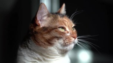 Yeşil gözlü kedi ağır çekim