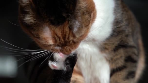 Gato limpia patas — Vídeos de Stock