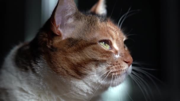 Kedi izliyor — Stok video