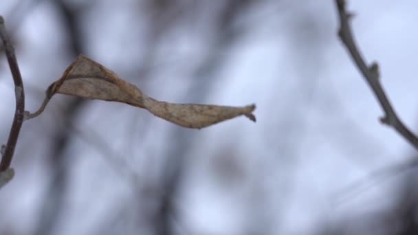 Ramo de árvore seca em um fundo de inverno natureza — Vídeo de Stock