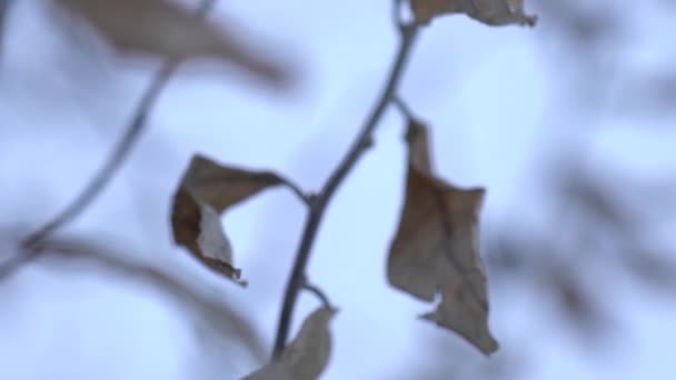 Folhas secas em um galho de árvore no inverno — Vídeo de Stock