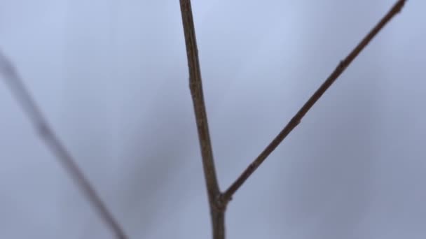 Суха рослина на вітрі — стокове відео