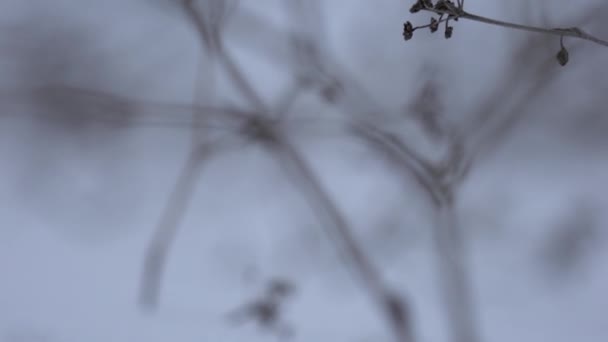 Plante sèche sur fond de neige blanche — Video