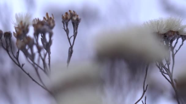 Frusna blommor under snön i vinter torra växter med rimfrost närbild — Stockvideo