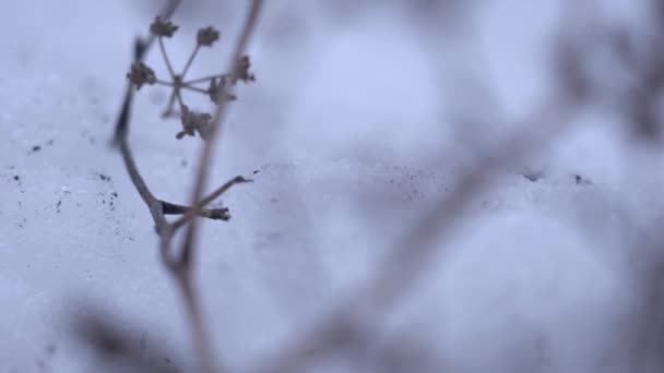 Plantas congeladas no campo. Inverno siberiano. Para o fundo — Vídeo de Stock