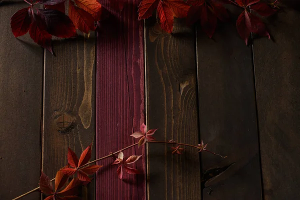 紅葉が美しい木の背景 — ストック写真