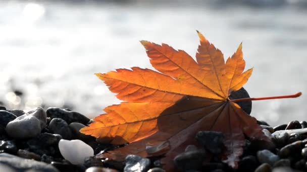 Podzimní list na pobřeží — Stock video