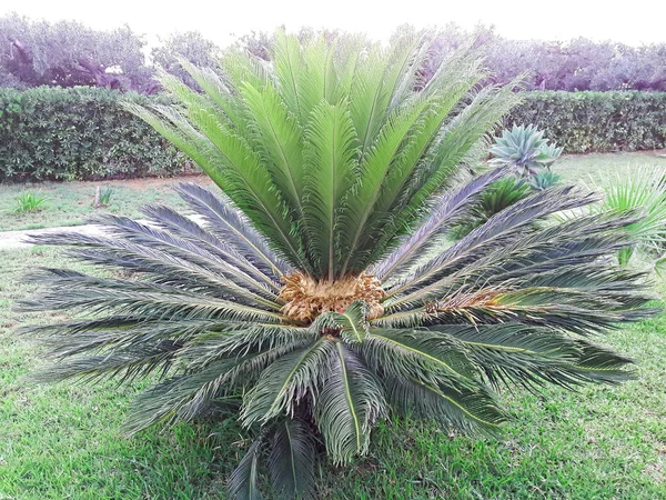 Chicas Palma folhas verdes abstrato fundo tropical . — Fotografia de Stock