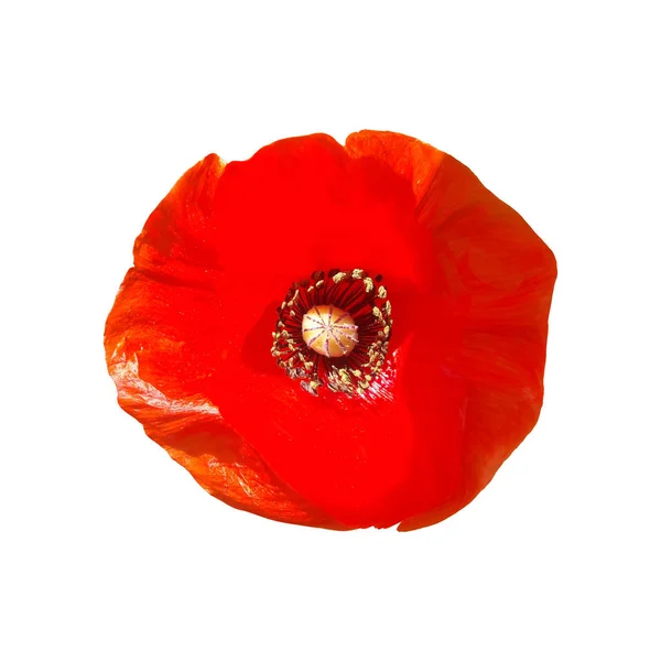 Linda cabeça de flor Poppy vermelho isolado no fundo branco . — Fotografia de Stock