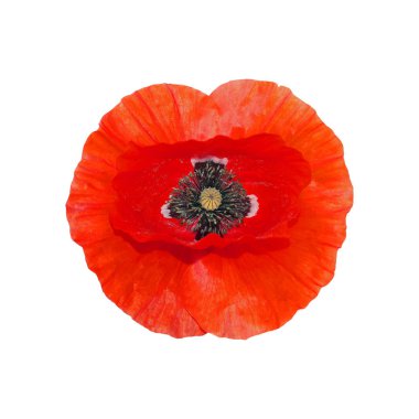 Beyaz arka plan üzerinde vektör illüstrasyon izole kırmızı gelincik çiçeği