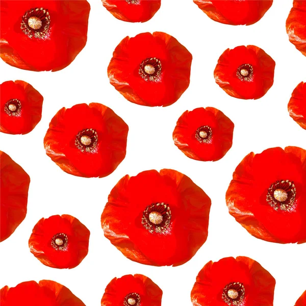 Nahtloses Muster realistischer Mohnblumen. rote Mohnblumen isoliert auf weißem Hintergrund. — Stockvektor