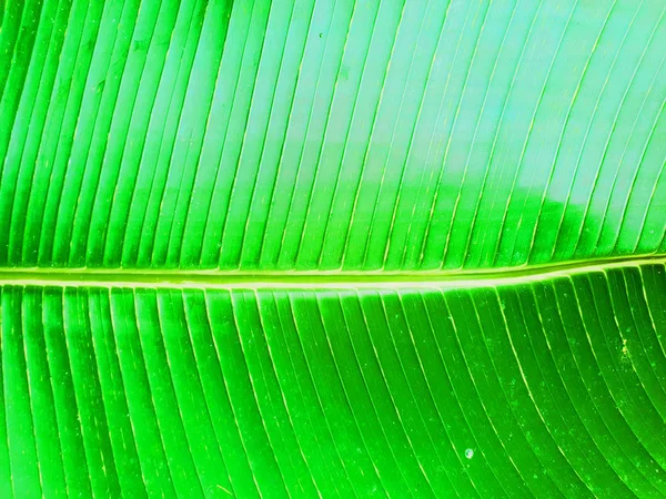 Plátano tropical Fondo de hoja de palma. Textura de hojas exóticas. Follaje de palma brillante grande —  Fotos de Stock