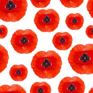 Dikişsiz desen gerçekçi Poppy çiçek. Beyaz bir arka plan üzerinde izole kırmızı haşhaş.