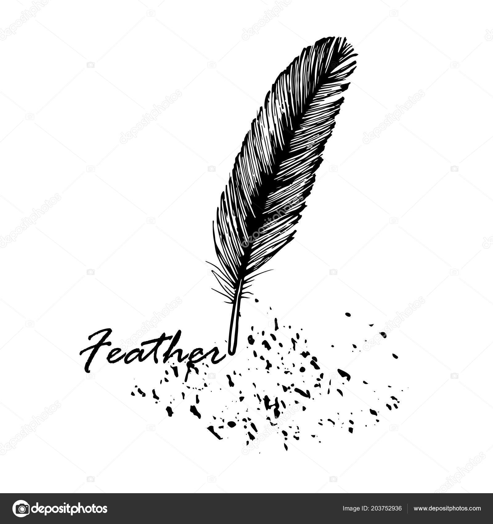 Plume Vers Bas Oiseau Dessin Image Vectorielle Ndunaeva
