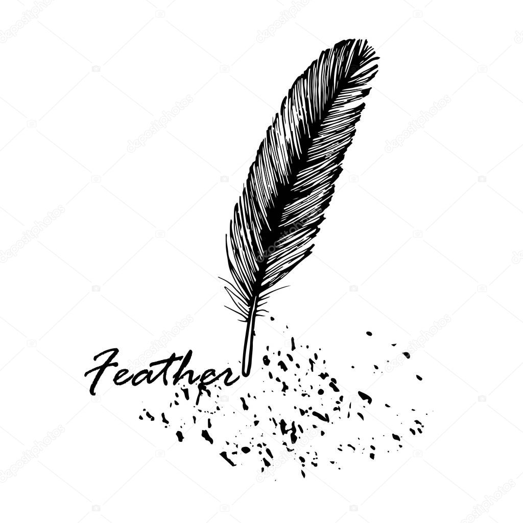 feather, down, bird, drawing