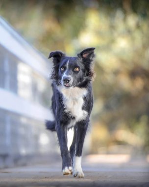 sınır çoban köpeği köprüde yürüyor