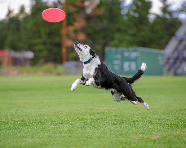 Perro Blanco Negro Captura Frisbee —  Fotos de Stock