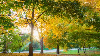 Kampüs içinde Güz