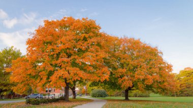 Kampüs içinde Güz