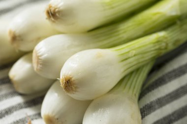 Aşçı ile ham yeşil organik taze ampul soğan hazır