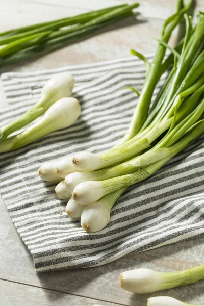 Cebollas Verdes Crudas Del Bulbo Orgánico Primavera Listas Para Cocinar —  Fotos de Stock