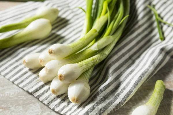 Cebollas Verdes Crudas Del Bulbo Orgánico Primavera Listas Para Cocinar —  Fotos de Stock