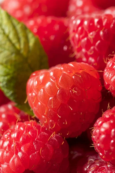 Rohe Rote Bio Himbeeren Zum Verzehr Bereit — Stockfoto