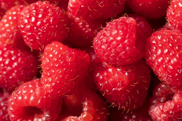 Rohe Rote Bio Himbeeren Zum Verzehr Bereit — Stockfoto