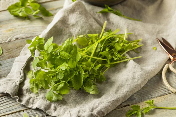 Rohe Grüne Bio Tröpfchenkraut Bereit Zum Verzehr — Stockfoto