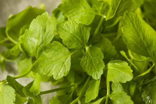 Raw Green Organic Dropwort Herb Ready Eat — Stock Photo, Image