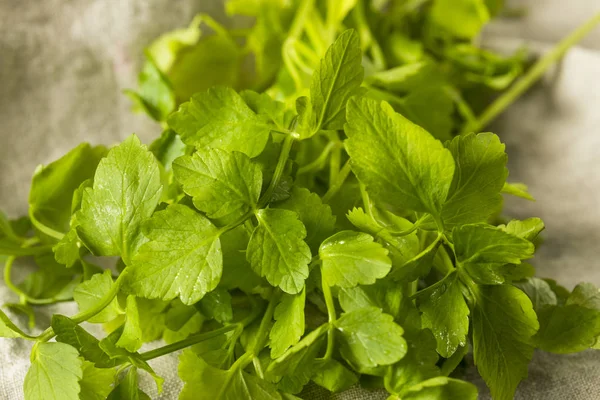 Syrové Zelené Organické Tužebník Obecný Herb Připravené Jídlu — Stock fotografie